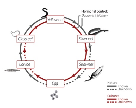 Life cycle of the eel