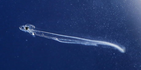 15 days old eel larva looking for food. Photo: Sune Riis Sørensen