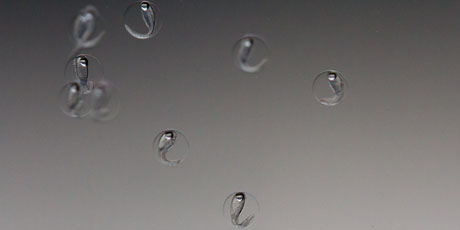 Eel embryos. Photo: Sune Riis Sørensen