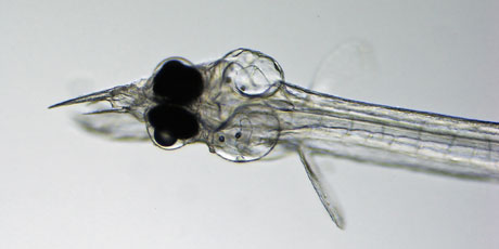 Head of 14 days old eel larva. Foto: Sune Riis Sørensen